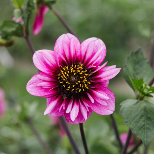 Dahlia 'Skyfall'