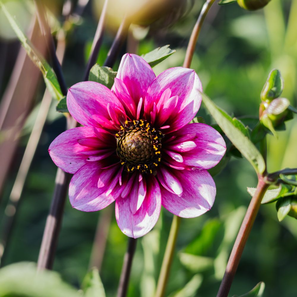 Dahliabundel 'Best of Pink'