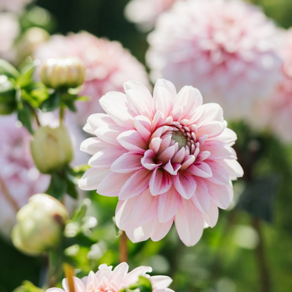 Dahlia 'Strawberry Cream'