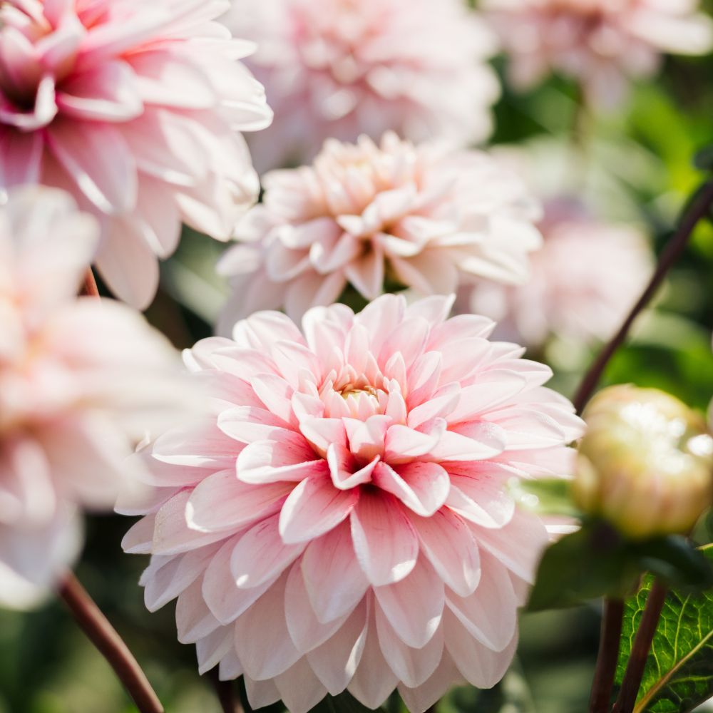 Dahlia 'Strawberry Cream'