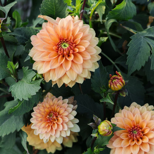 Dahlia 'Summer Flame' BIO