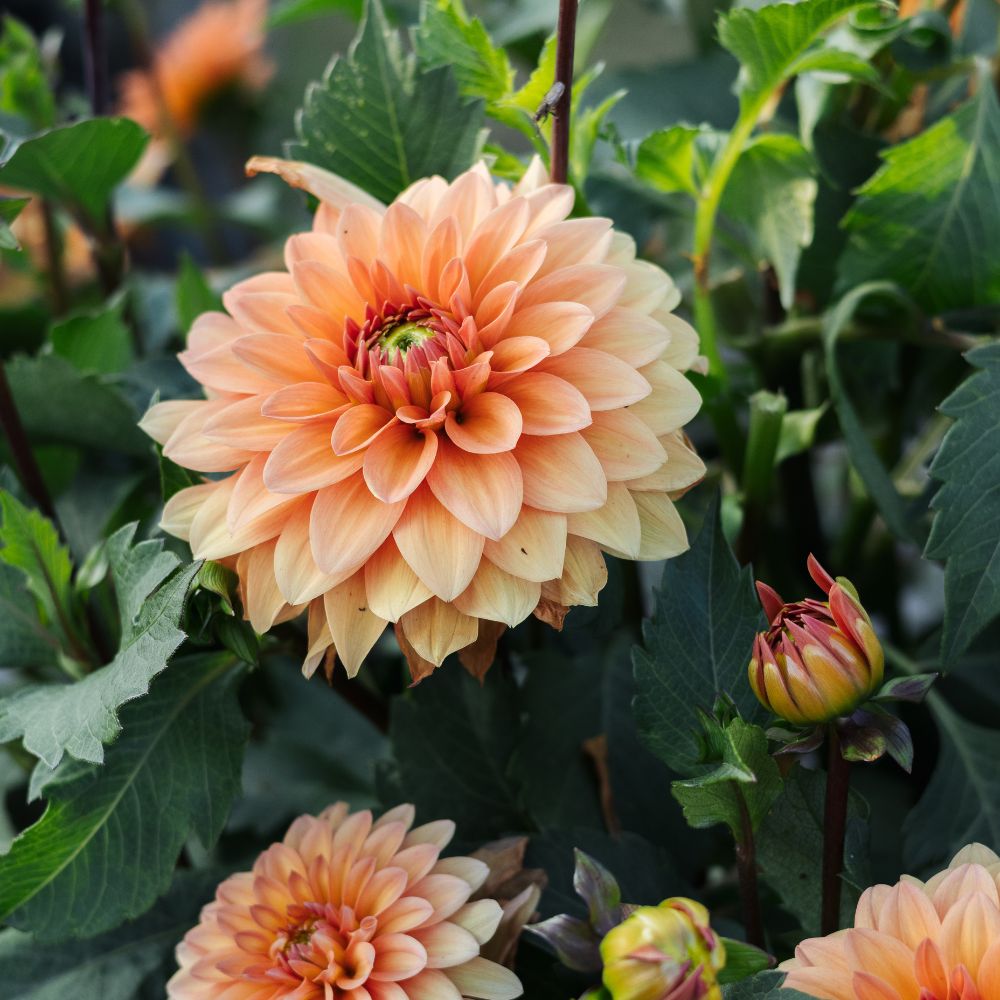 Dahlia 'Summer Flame' BIO