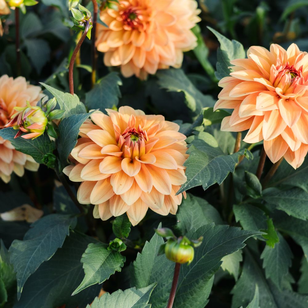 Dahlia 'Summer Flame' BIO
