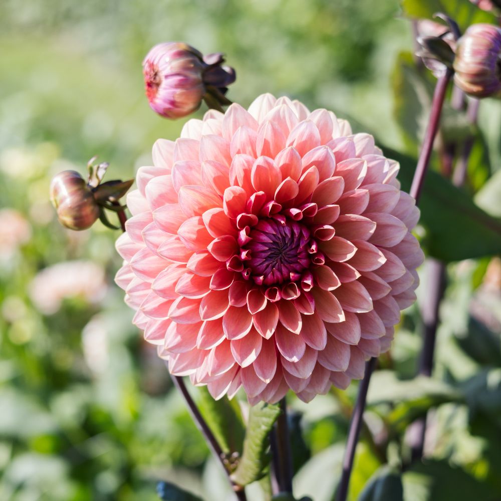 Dahlia 'Sweet Sanne'