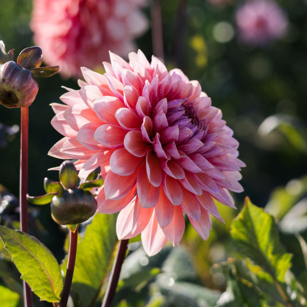 Dahlia 'Sweet Sanne'