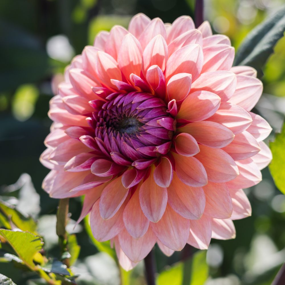 Dahlia 'Sweet Sanne'