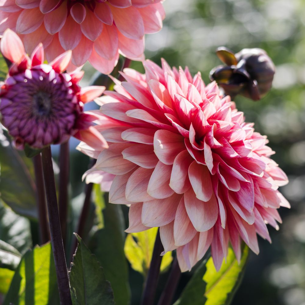 Dahlia 'Sweet Sanne'