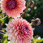 Dahlia 'Sweet Sanne'