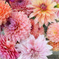 Dahlia 'Sweet Sanne'