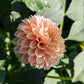 Dahliabundel 'Peachy Tones'