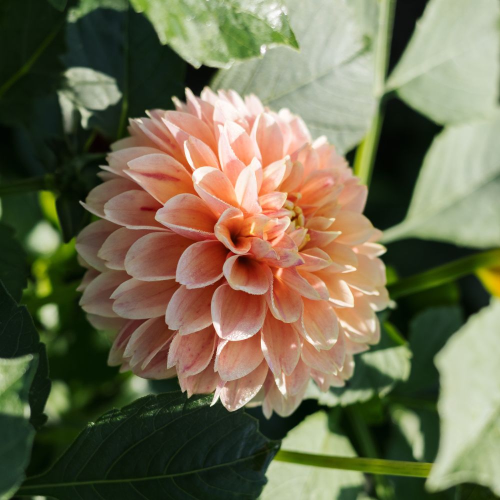 Dahliabundel 'Peachy Tones'