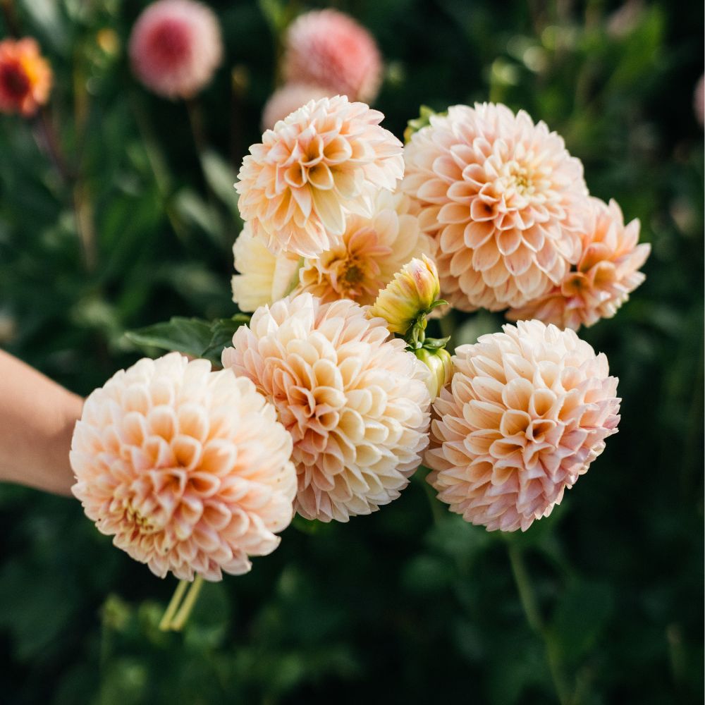 Dahlia 'Sweet Suzanne'