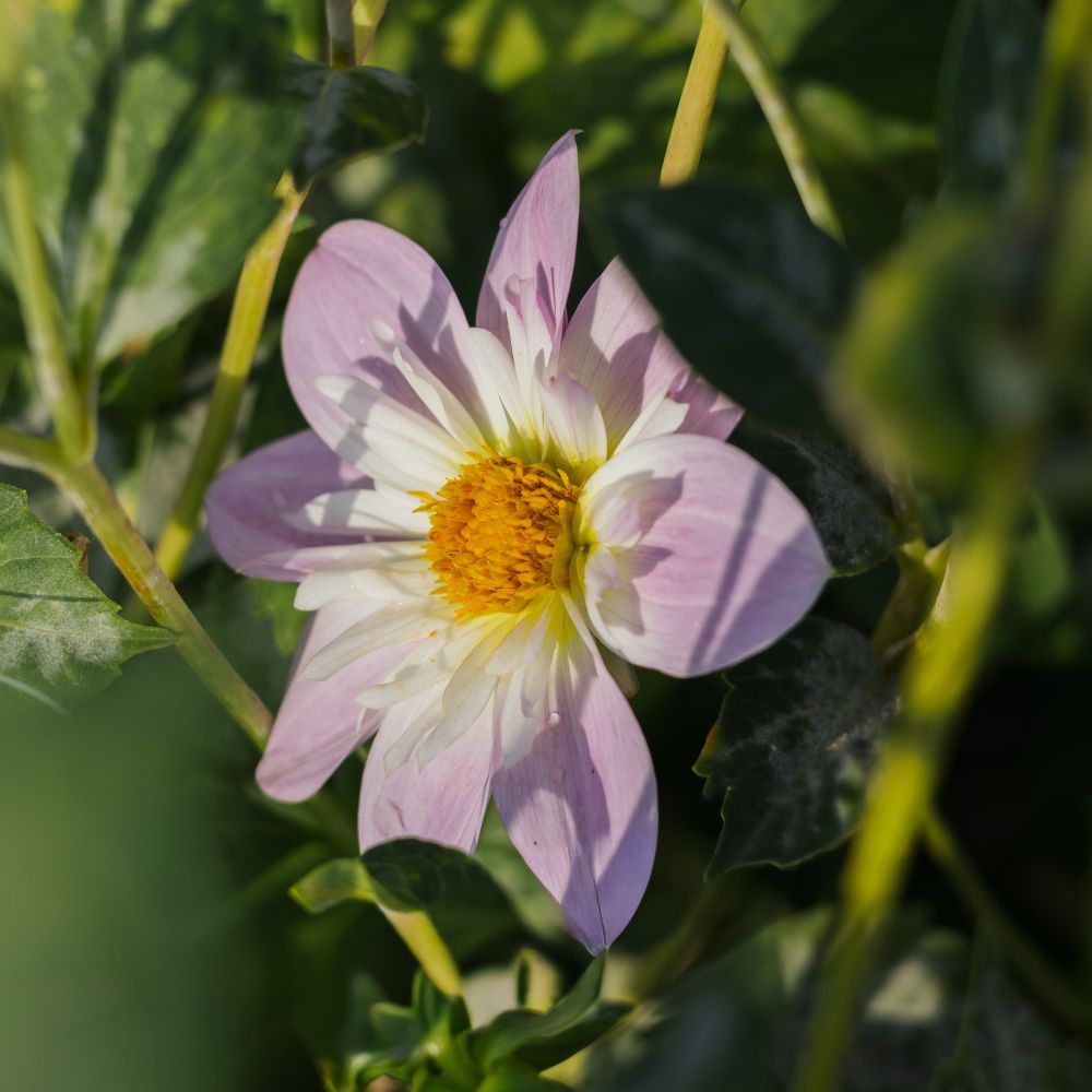 Dahlia 'Teesbrooke Audrey'