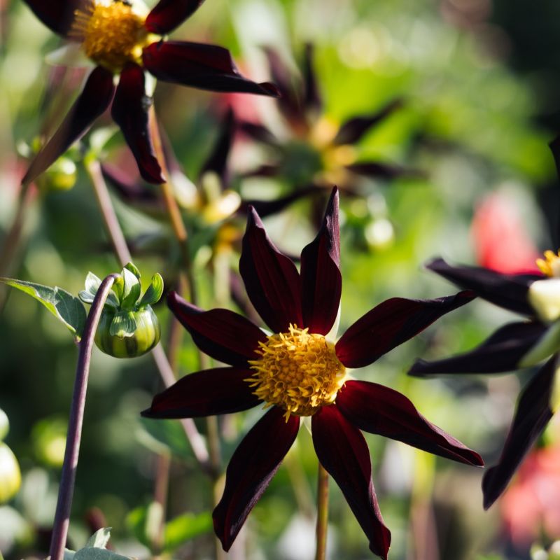 Dahlia 'Verrone's Obsidian'