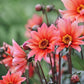 Dahlia 'Waltzing Mathilda'