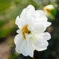 Dahlia 'White Emperor'