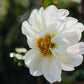 Dahlia 'White Emperor'