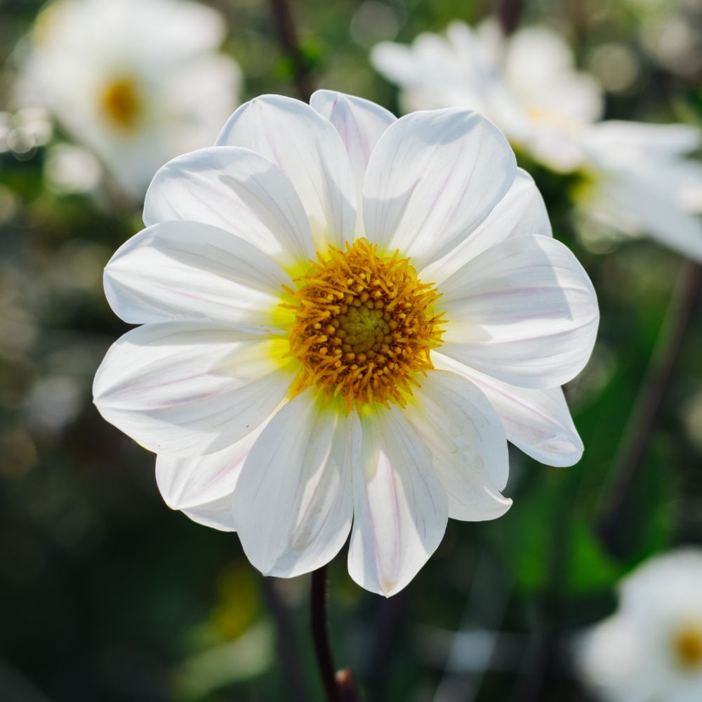 Dahlia 'White Emperor'