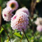 Dahlia 'Wine Eyed Jill'