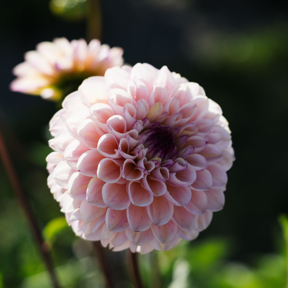 Dahlia 'Wine Eyed Jill'