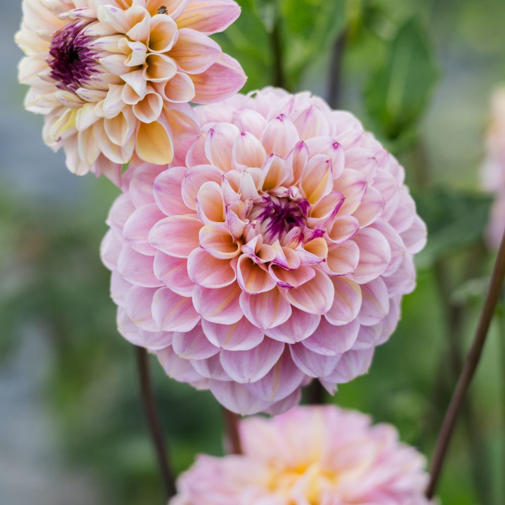 Dahlia 'Wine Eyed Jill'