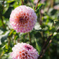 Dahlia 'Wine Eyed Jill'