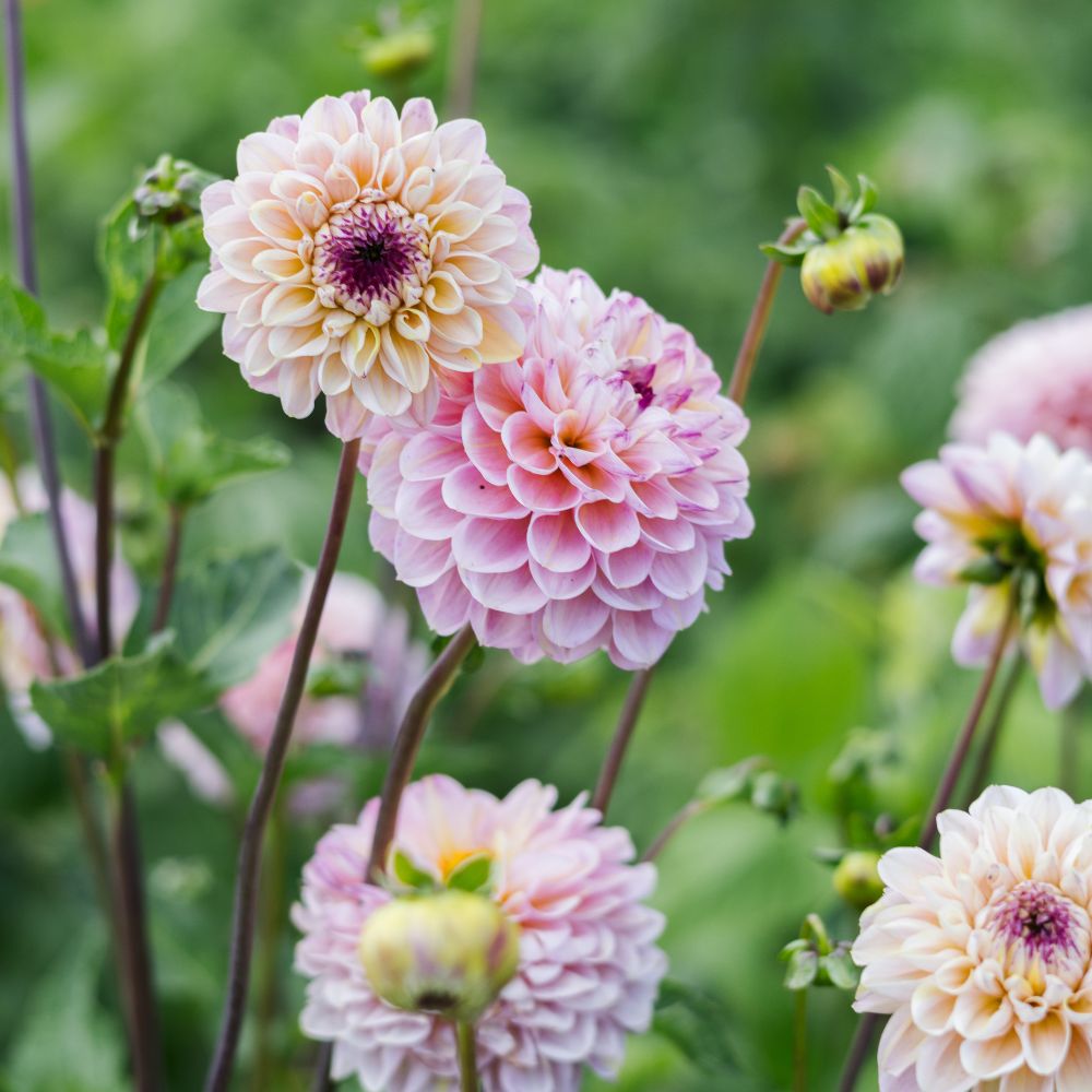Dahlia 'Wine Eyed Jill'