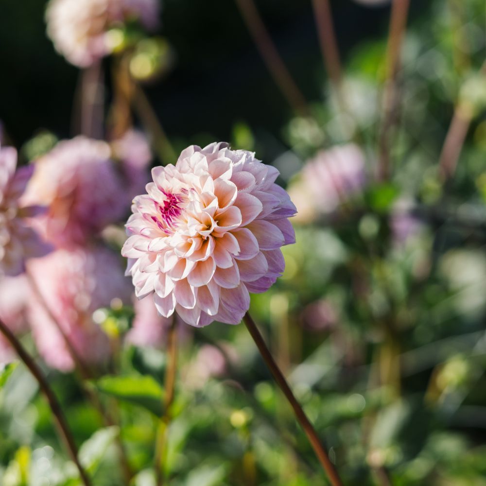 Dahlia 'Wine Eyed Jill'