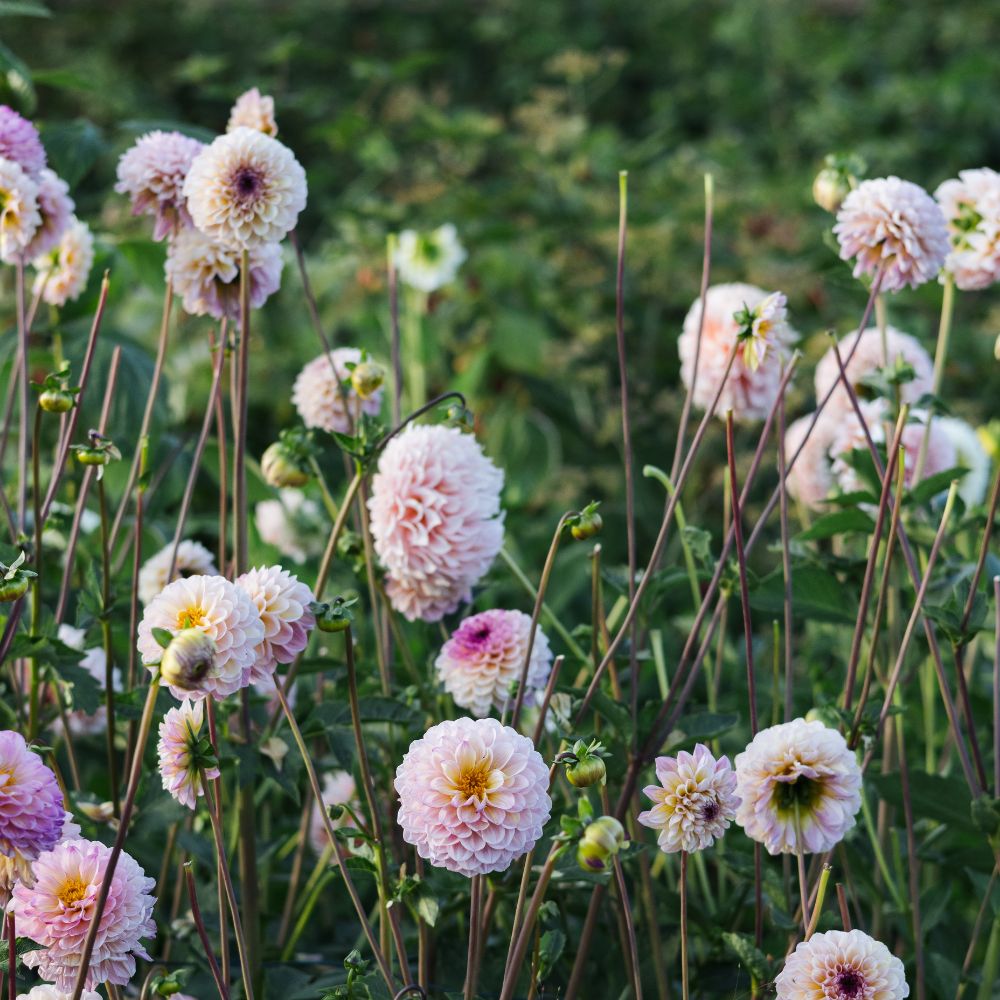 Dahlia 'Wine Eyed Jill'
