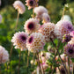 Dahliabundel XXL 'The Ultimate Cutting Garden' (20 knollen)