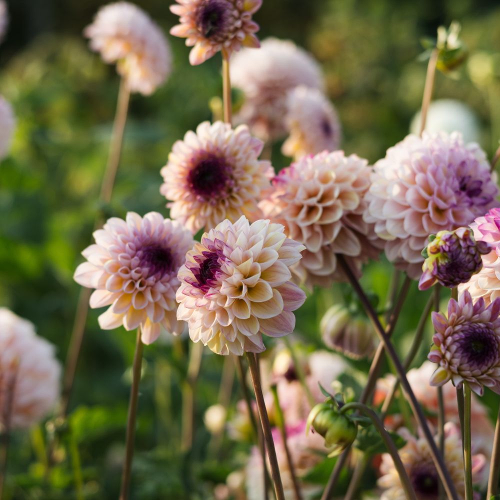 Dahliabundel XXL 'The Ultimate Cutting Garden' (20 knollen)