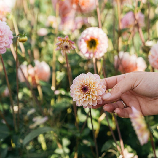 Dahlia 'Wine Eyed Jill'