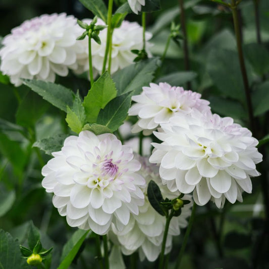 Dahlia 'Wittem' BIO