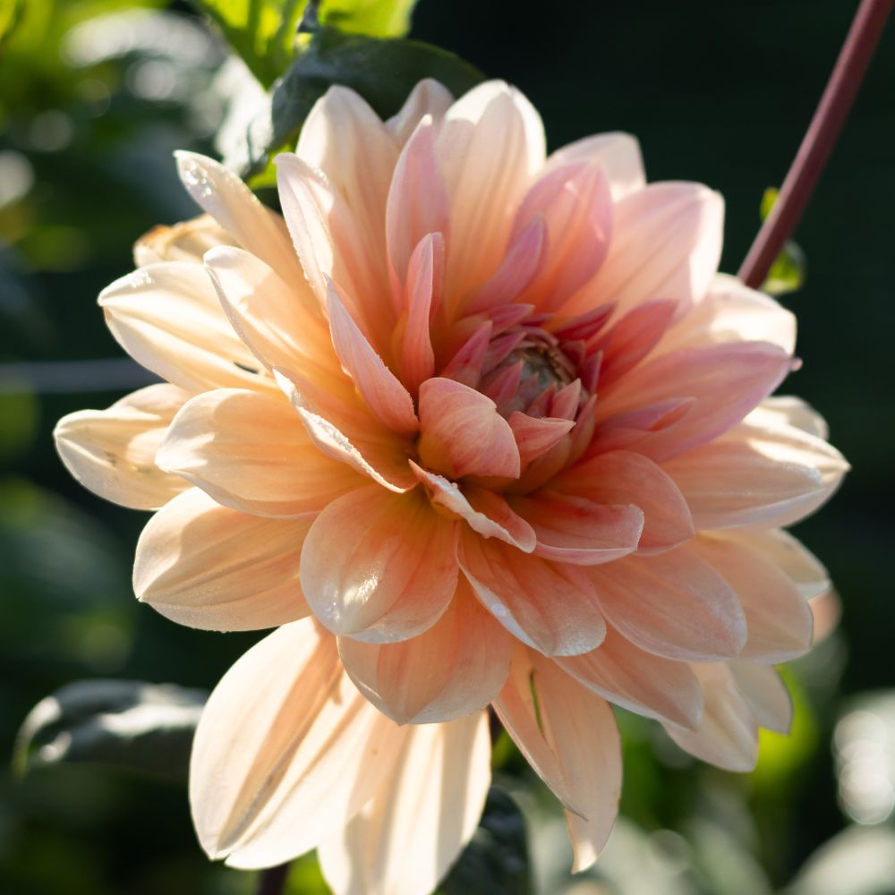 Dahlia 'Yelno Harmony'