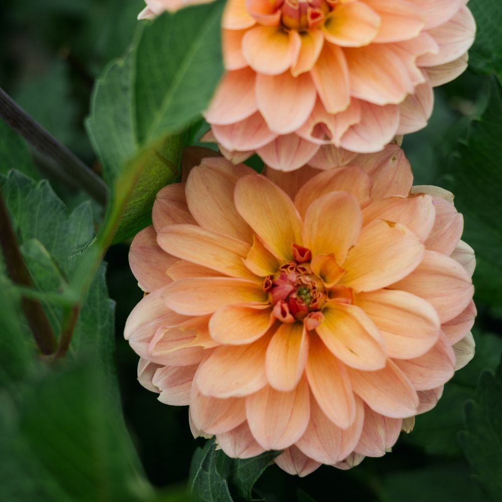 Dahlia 'Yelno Harmony'