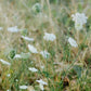Daucus carota (wilde peen) ECO