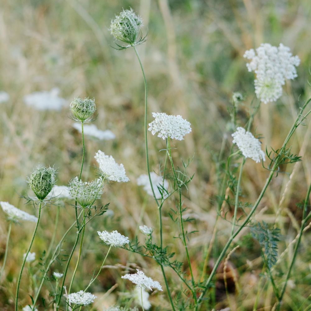 Daucus carota (wilde peen) ECO