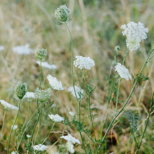 Daucus carota (wilde peen) ECO