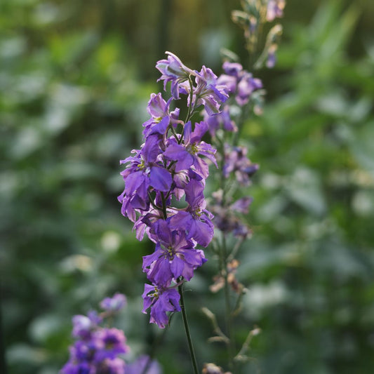 Delphinium consolida ‘Blue Spire’ (ridderspoor)