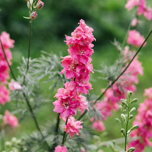 Delphinium consolida ‘Carmine King’ (ridderspoor)