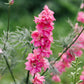 Delphinium consolida ‘Carmine King’ (ridderspoor)