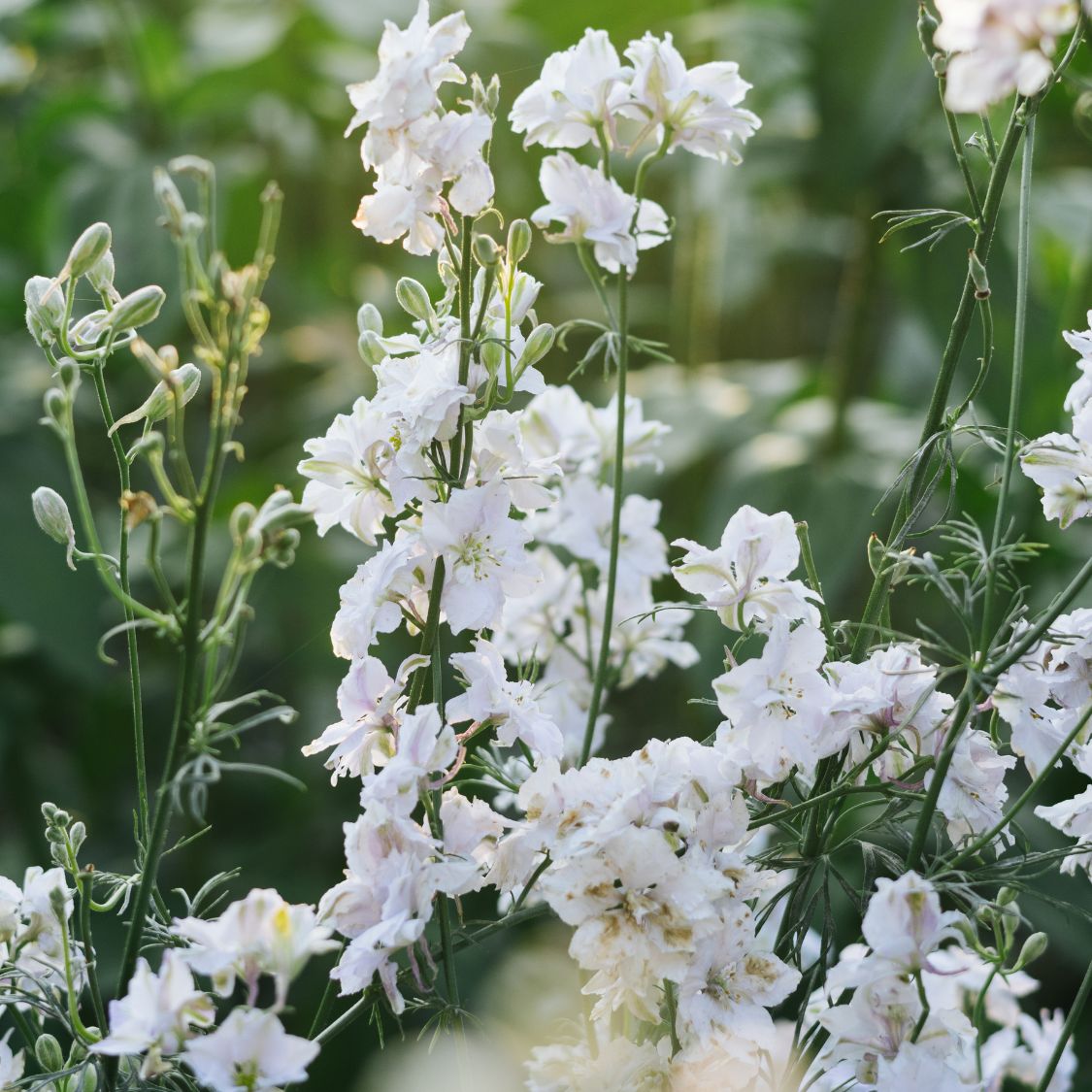 Delphinium consolida ‘Smokey Eyes’ (ridderspoor)