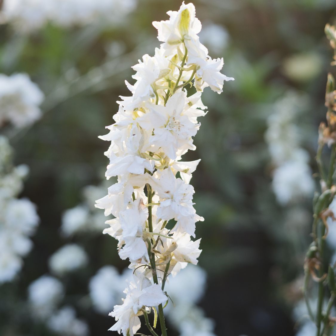 Delphinium consolida ‘White Spire’ (ridderspoor)