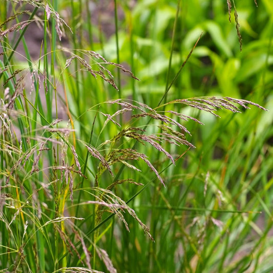 Deschampsia cespitosa (ruwe smele)