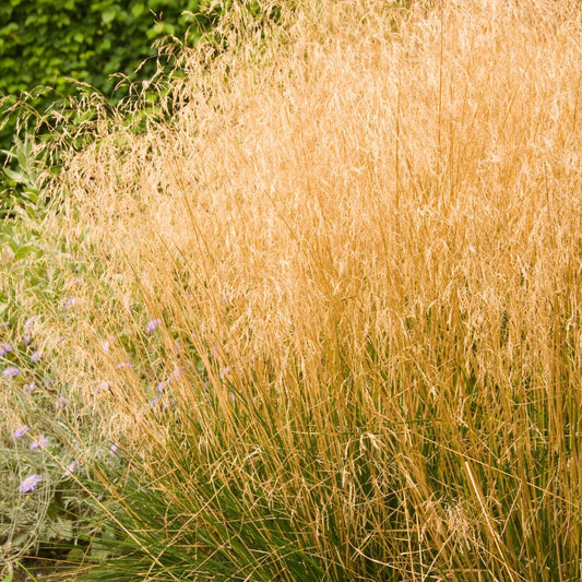 Deschampsia cespitosa 'Goldtau' (ruwe smele)