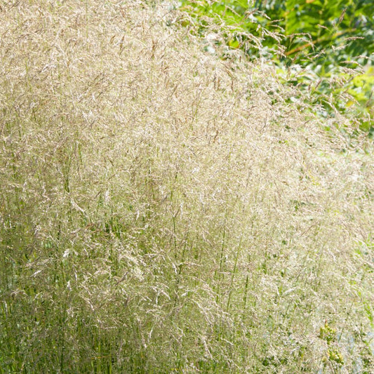 Deschampsia cespitosa 'Palava' (ruwe smele) BIO