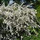 Deutzia gracilis (bruidsbloem)