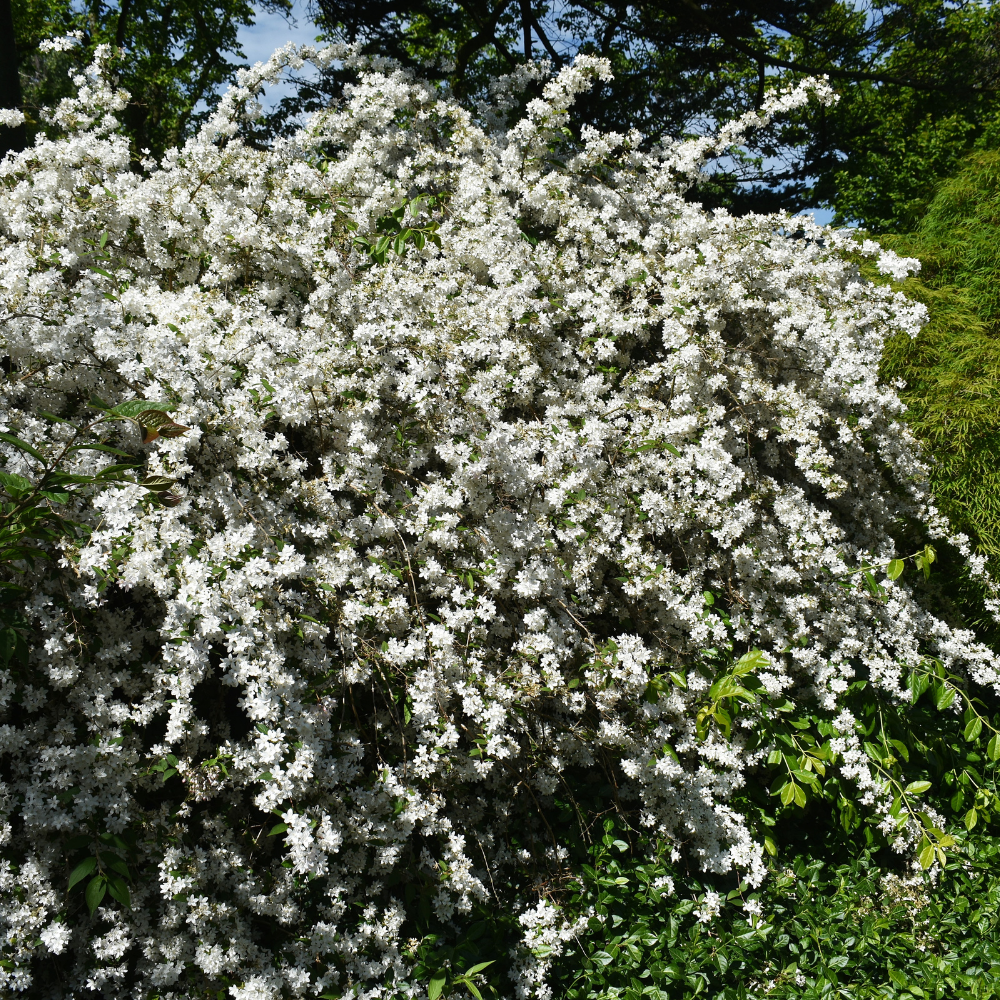 Deutzia gracilis (bruidsbloem)