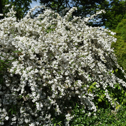 Deutzia gracilis (bruidsbloem)