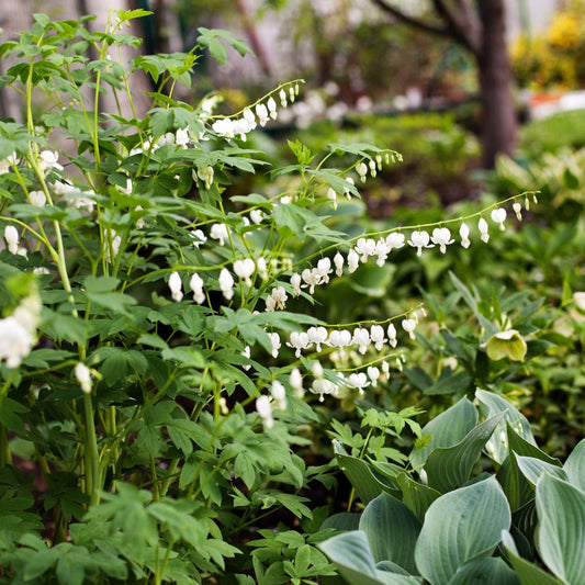 Dicentra spectabilis 'Alba' (gebroken hartje) BIO